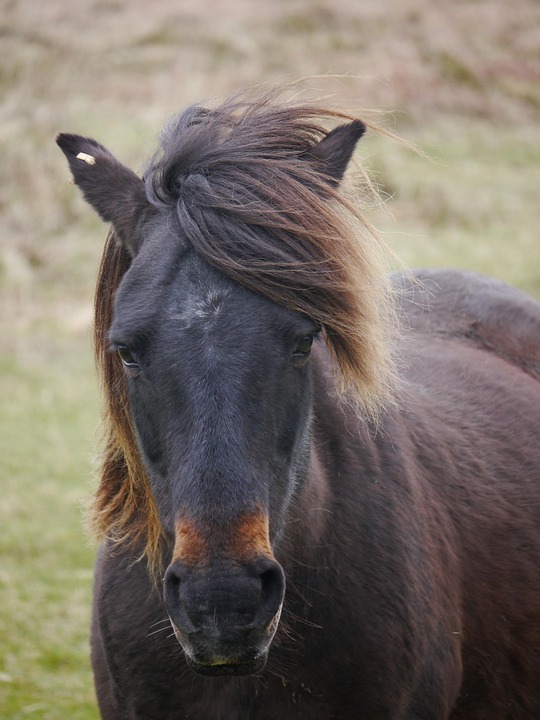 Dartmoor pony grazing on open moorland